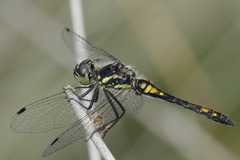 Zwarte heidelibel, Sympetrum danae ♂