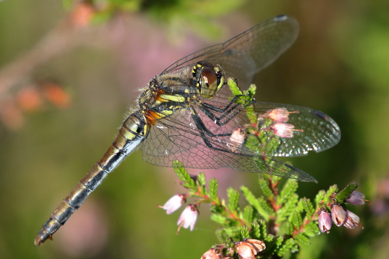 Zwarte heidelibel, Sympetrum danae ♀