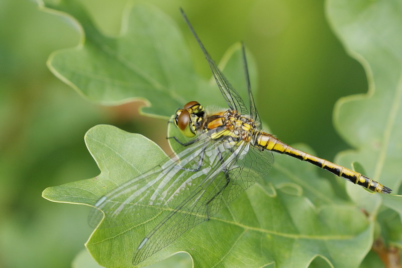 Zwarte heidelibel, Sympetrum danae ♂ niet uitgekleurd
