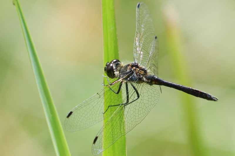 Zwarte heidelibel, Sympetrum danae ♂