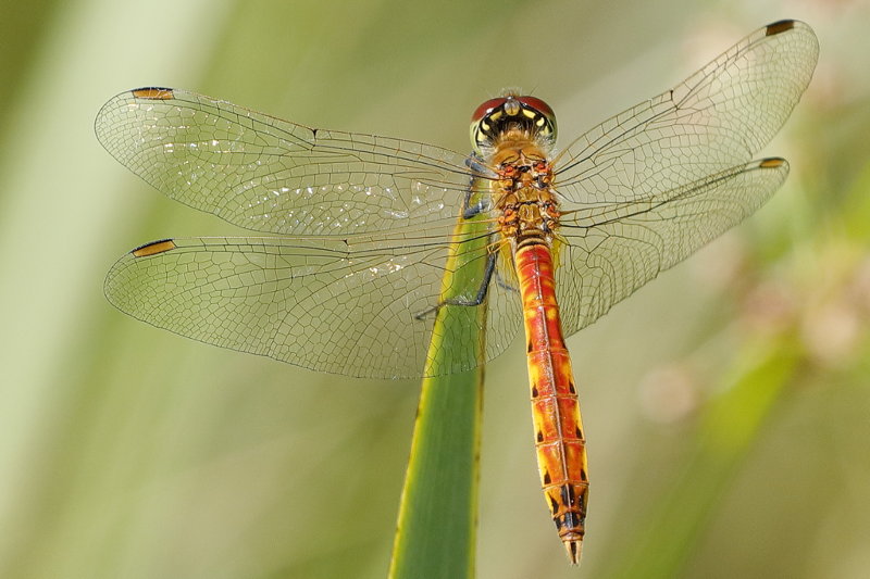 Kempense heidelibel, Sympetrum depressiusculum ♂