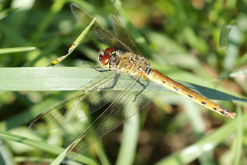 Kempense heidelibel, Sympetrum depressiusculum ♀