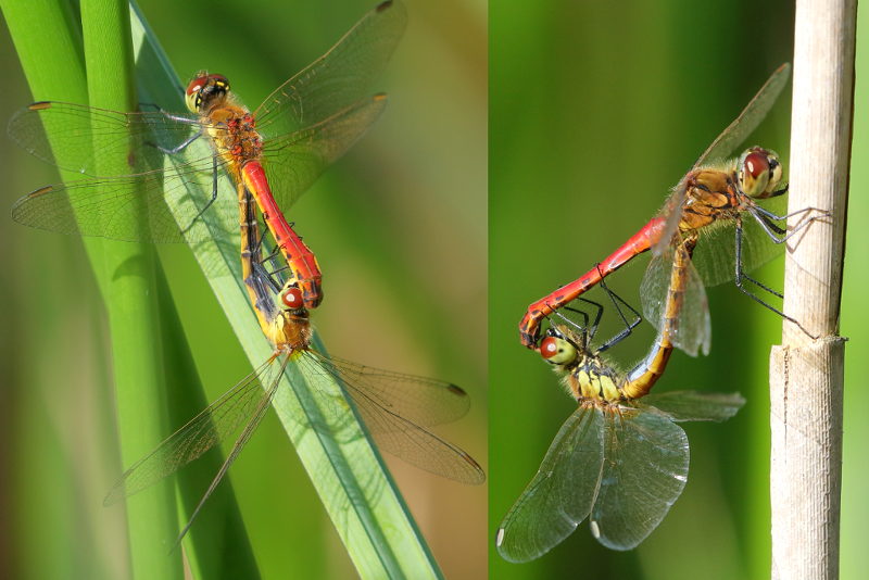 Kempense heidelibel, Sympetrum depressiusculum
