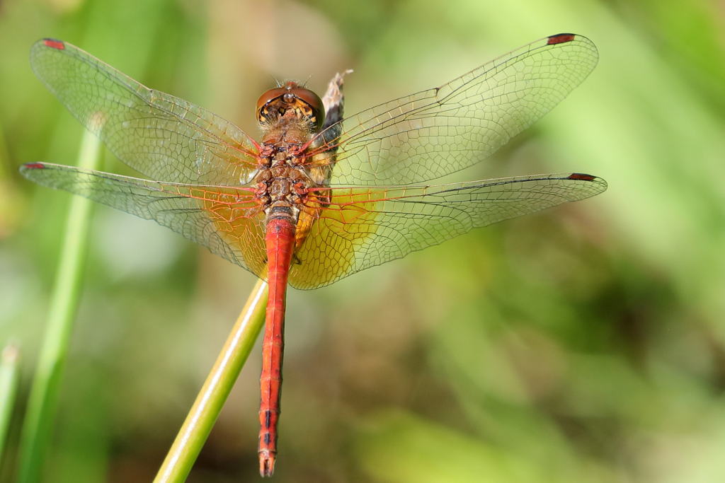 Geelvlekheidelibel, Sympetrum flaveolum ♂