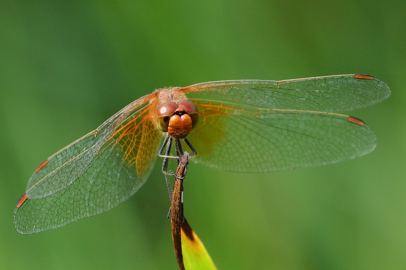 Geelvlekheidelibel, Sympetrum flaveolum ♂