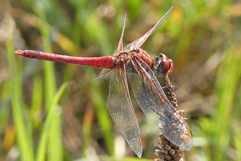 Zwervende heidelibel, Sympetrum fonscolombii ♂