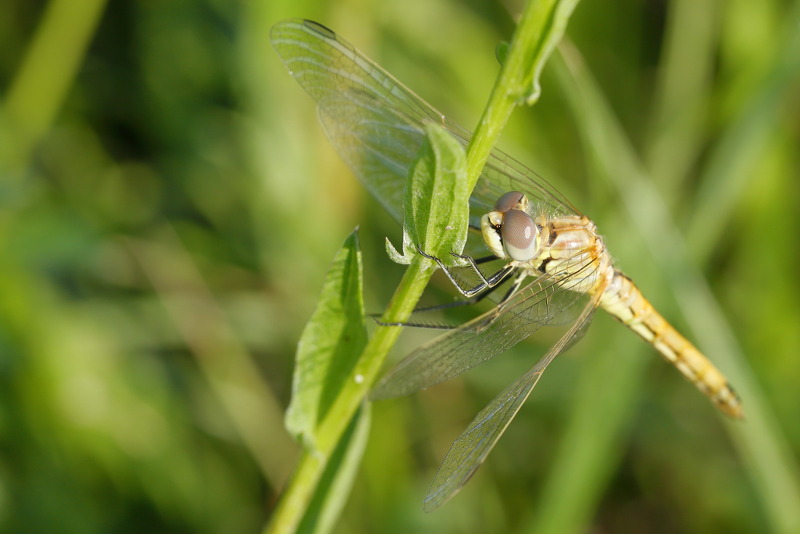 Zwervende heidelibel, Sympetrum fonscolombii ♀