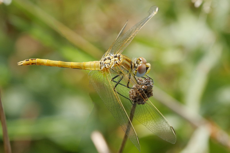 Zwervende heidelibel, Sympetrum fonscolombii ♂ niet uitgekleurd