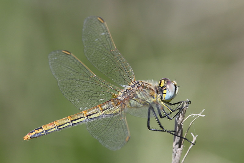 Zwervende heidelibel, Sympetrum fonscolombii ♀