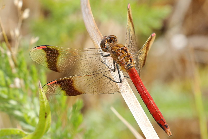 Bandheidelibel, Sympetrum pedemontanum