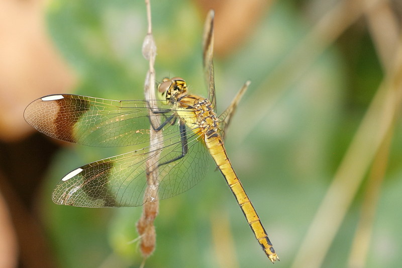 Bandheidelibel, Sympetrum pedemontanum