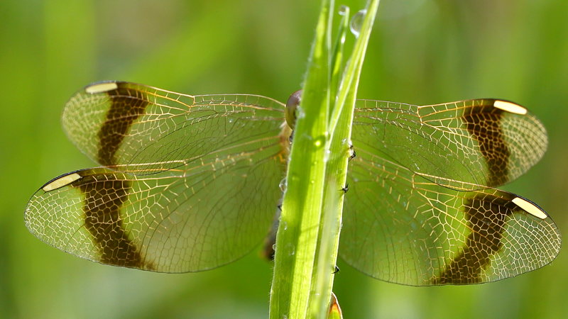 Bandheidelibel, Sympetrum pedemontanum