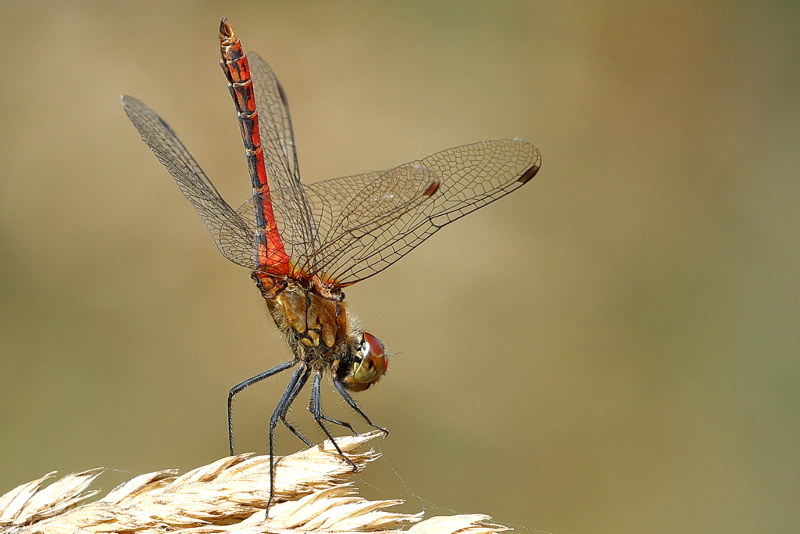 bloedrode heidelibel, Sympetrum sanguineum ♂