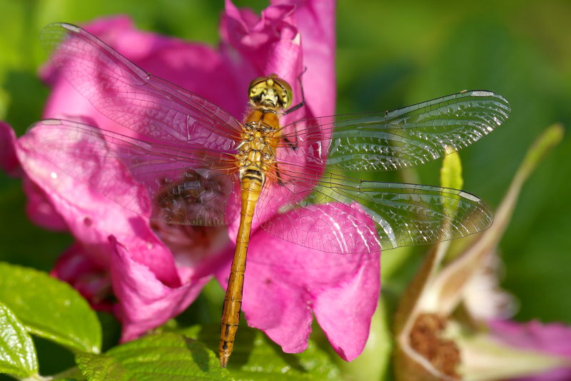 bloedrode heidelibel, Sympetrum sanguineum, niet uitgekleurd ♂