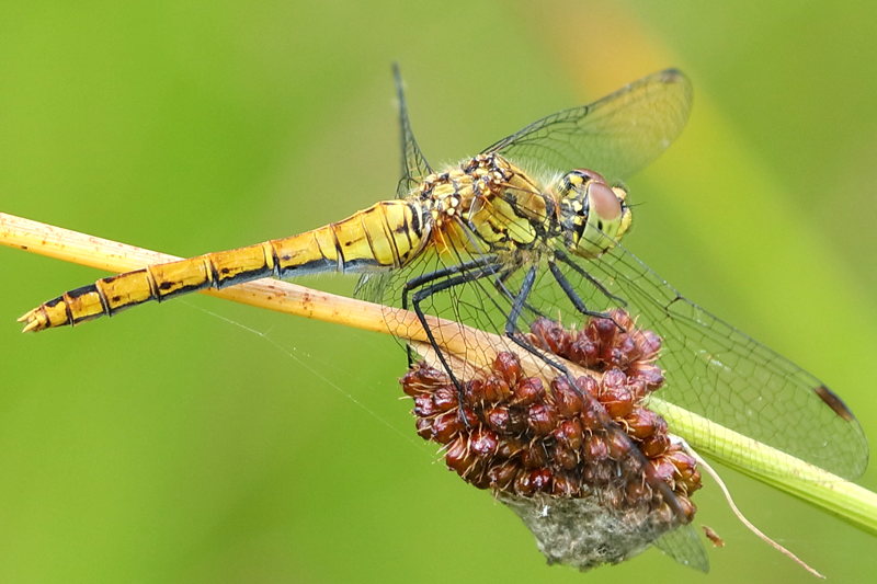 bloedrode heidelibel, Sympetrum sanguineum ♀