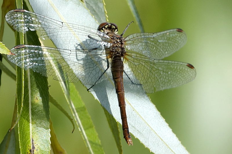 bloedrode heidelibel, Sympetrum sanguineum, oud ♀