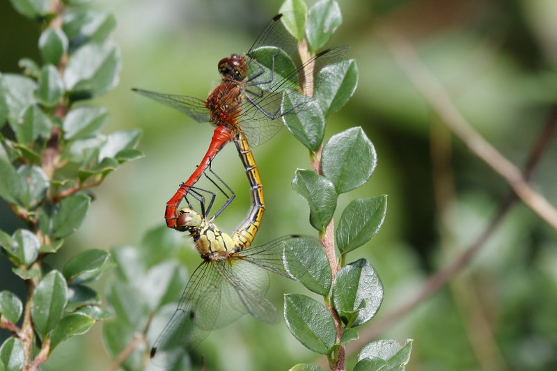 Bloedrode heidelibel, Sympetrum sanguinium