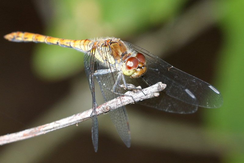 bruinrode heidelibel, Sympetrum striolatum ♂