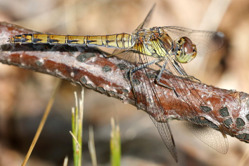 bruinrode heidelibel, Sympetrum striolatum ♀
