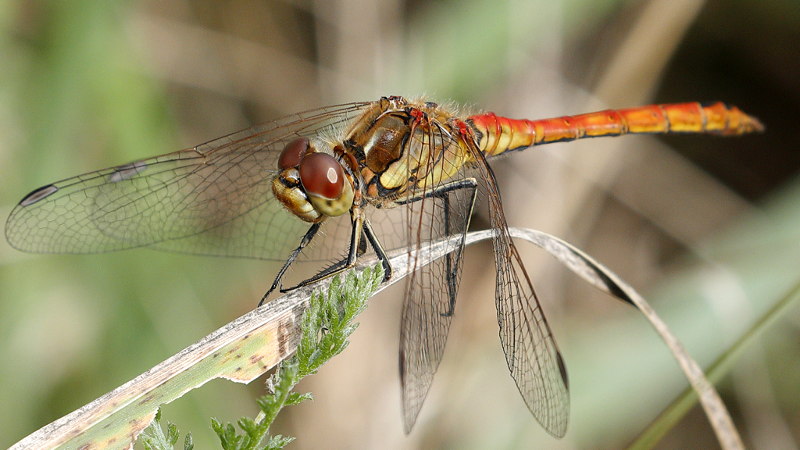 steenrode heidelibel, Sympetrum vulgatum ♂