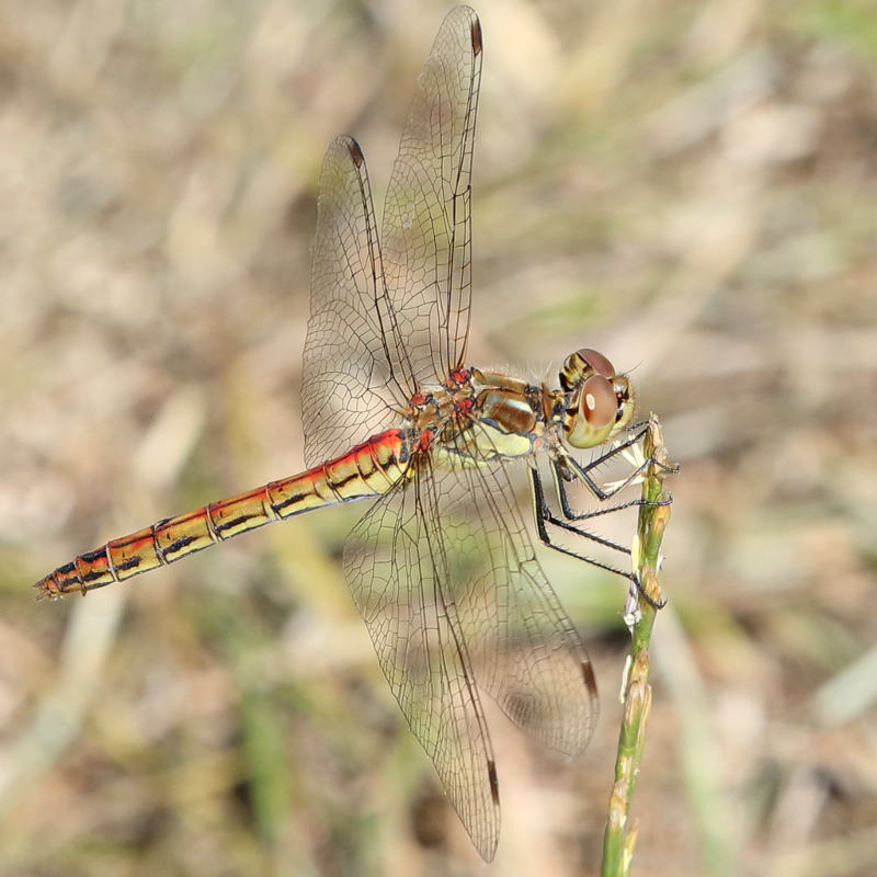 steenrode heidelibel, Sympetrum vulgatum ♀