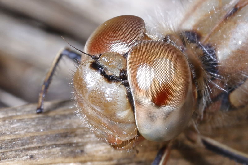Steenrode heidelibel, Sympetrum vulgatum