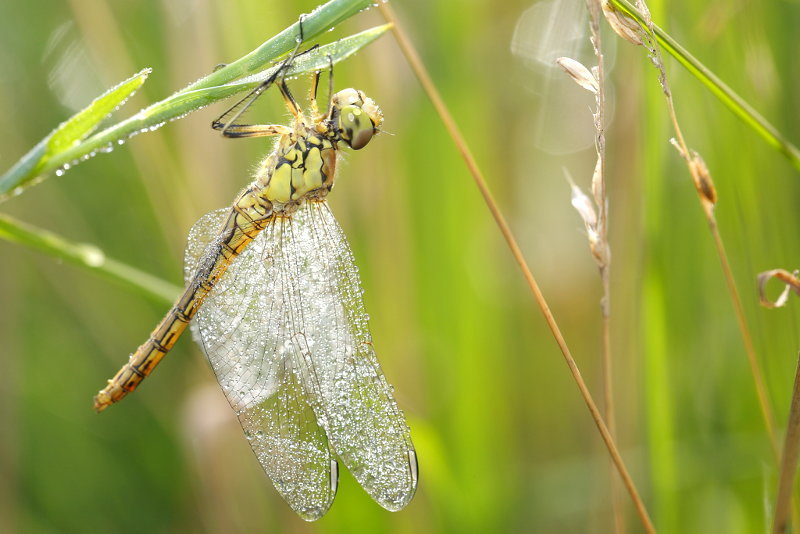 Steenrode heidelibel, Sympetrum vulgatum, fris uitgekomen met morgendauw