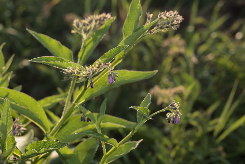 smeerwortel, Symphytum officinale