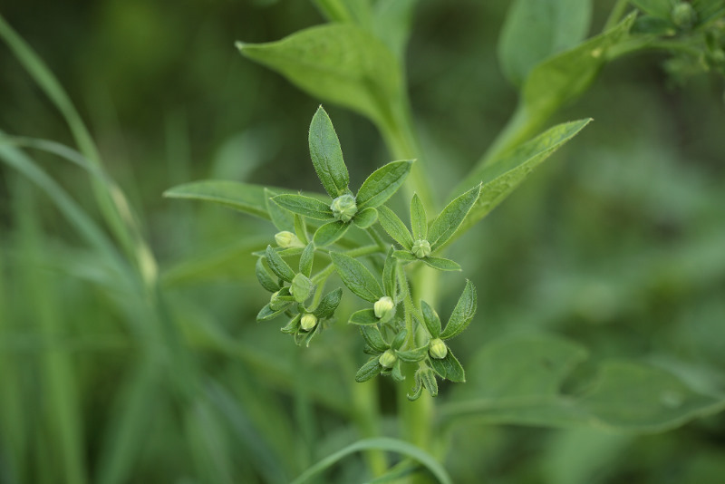 smeerwortel, Symphytum officinale afwijkend