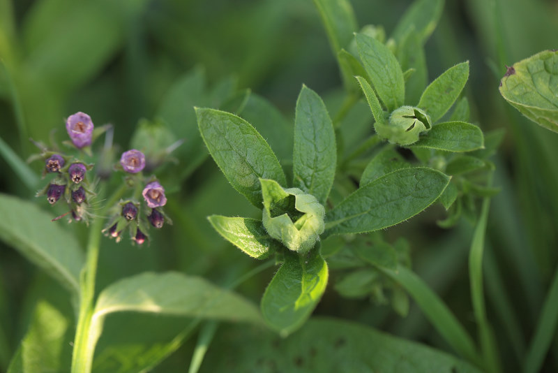 smeerwortel, Symphytum officinale afwijkend