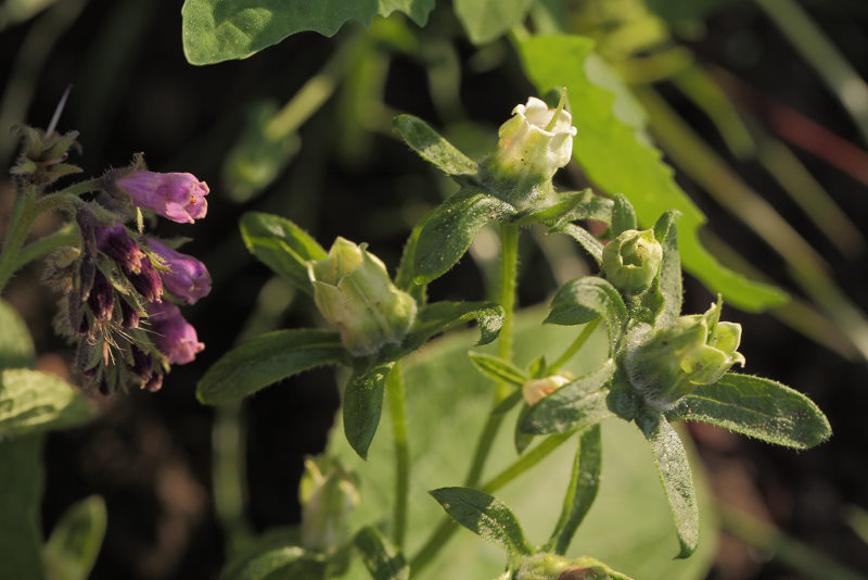 smeerwortel, Symphytum officinale afwijkend