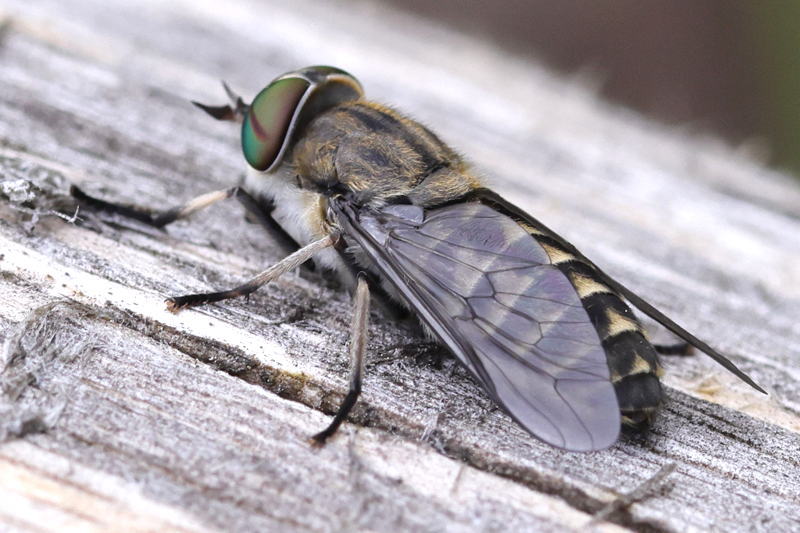 Kleine runderdaas, Tabanus bromius &female;