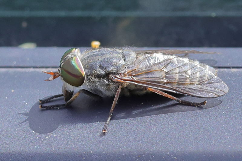 Grauwe runderdaas, Tabanus maculicornis &female;