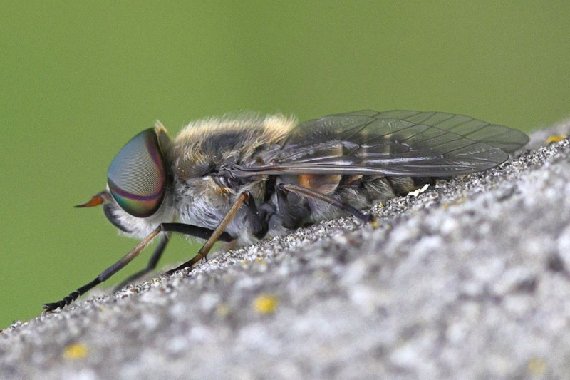 Grauwe runderdaas, Tabanus maculicornis &male;