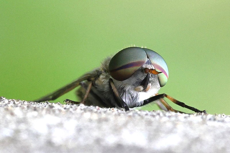 Grauwe runderdaas, Tabanus maculicornis &male;