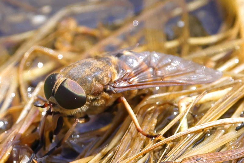 Paardendaas, Tabanus sudeticus ♀