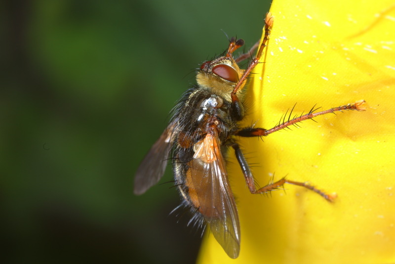 Woeste sluipvlieg, Tachina fera