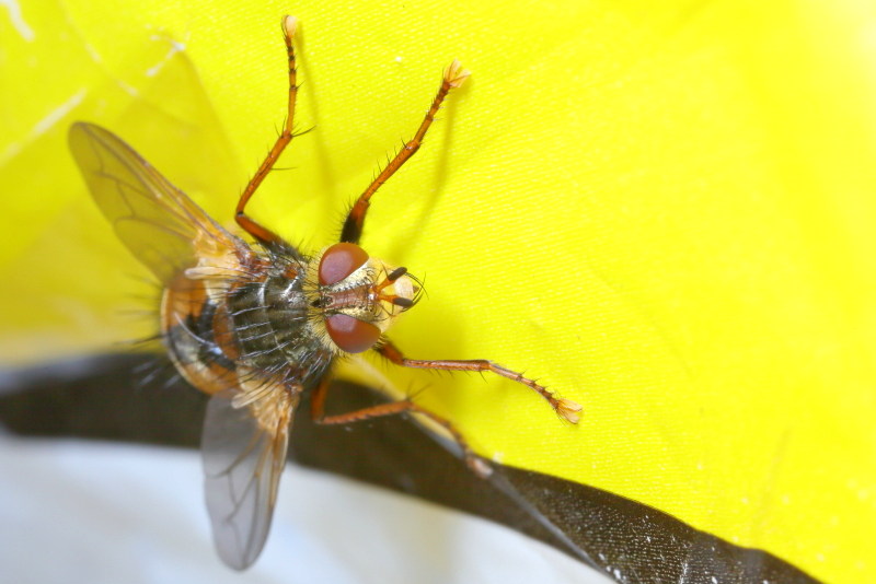 Woeste sluipvlieg, Tachina fera