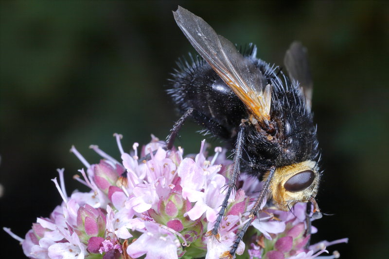 Stekelsluipvlieg, Tachina grossa