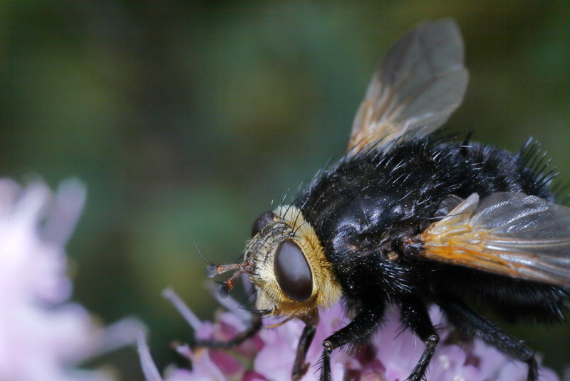 Stekelsluipvlieg, Tachina grossa