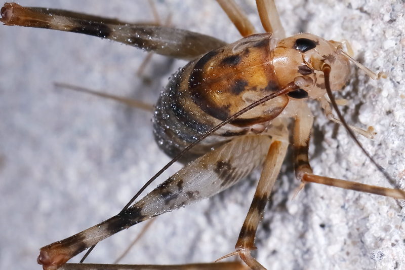 Kassprinkhaan, Tachycines asynamorus