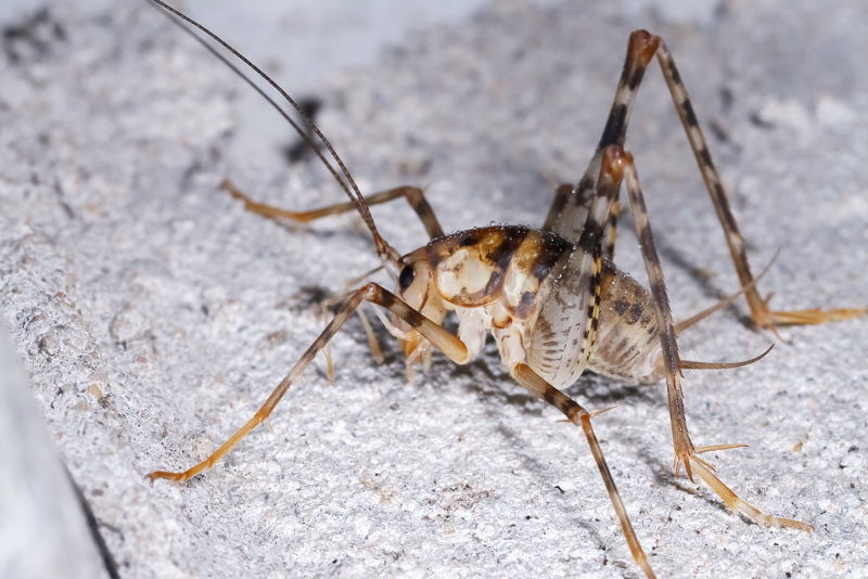 Kassprinkhaan, Tachycines asynamorus