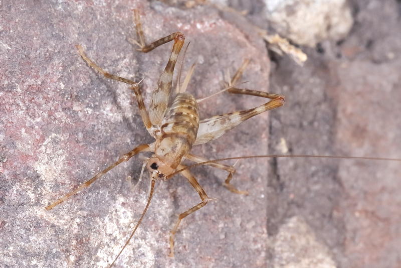 Kassprinkhaan, Tachycines asynamorus