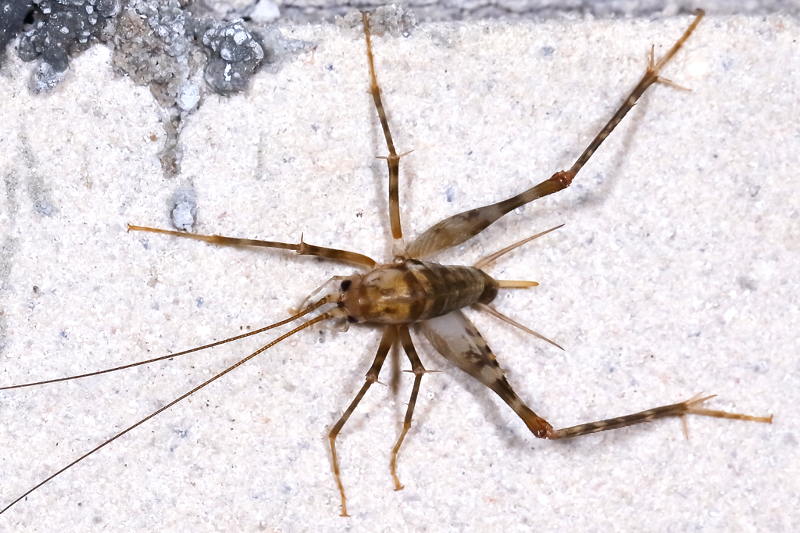 Kassprinkhaan, Tachycines asynamorus