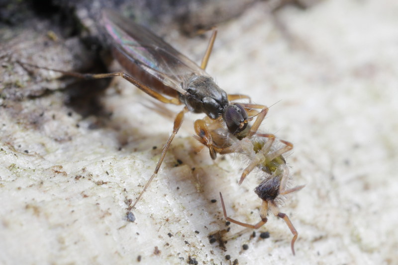 Tachypeza nubila eats Orchesella flavescens