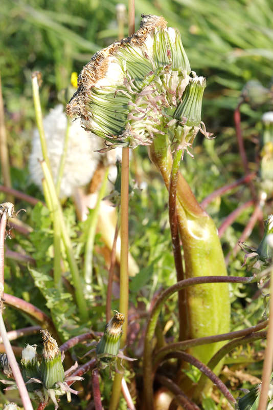 bandvorming bij paardenbloem Taraxacum officinale