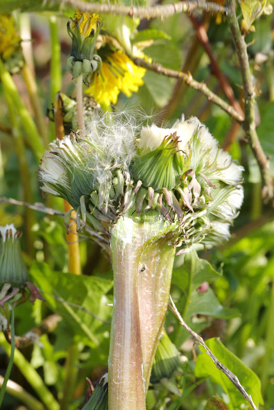 bandvorming bij paardenbloem Taraxacum officinale