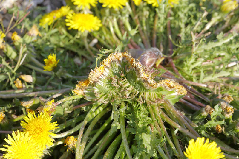 bandvorming bij paardenbloem Taraxacum officinale