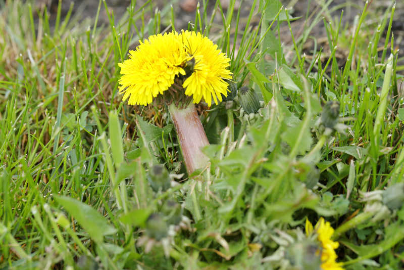 bandvorming bij paardenbloem Taraxacum officinale