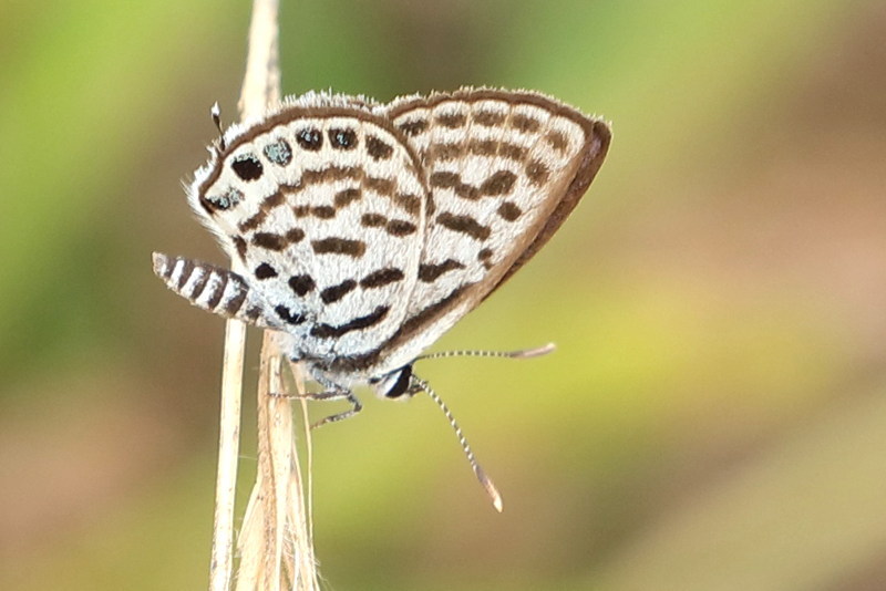 Klein christusdoornblauwtje - Tarucus balkanicus (BG)